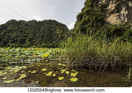 Stock Photograph - Water lilies (Nymphaeaceae) in the Ngo Dong River surrounded by limestone karst mountains; Tam Coc, Ninh Binh, Vietnam. Fotosearch