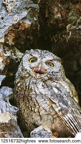 Western Screech Owl (Megascops kennicottii) sits in an oak tree, Lithia Park; Ashland, Oregon, United States of America View Large Photo Image Stock Photograph - Western Screech Owl (Megascops kennicottii) sits in an oak tree, Lithia Park; Ashland, Oregon, United States of America. Fotosearch