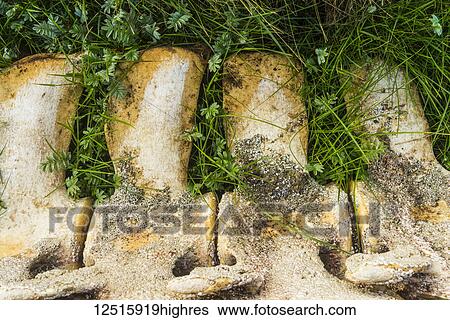 Stock Photograph - Whale verterbrae bones on grass on the seashore; Iceland. Fotosearch