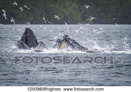 Stock Photograph - Whales breaching off the coast with a flock of seagulls flying around over the surface of the water. Whale watching tour with Prince Rupert Adventure tours; Prince Rupert, British Columbia, Canada. Fotosearch