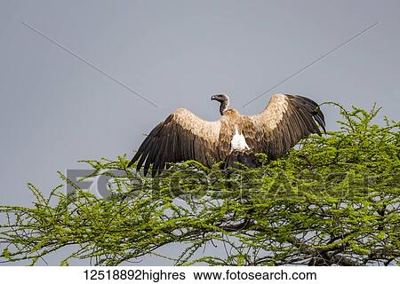 Stock Photograph - White-backed vulture (Gyps africanus) spreading wings in tree branches, Serengeti National Park; Tanzania. Fotosearch