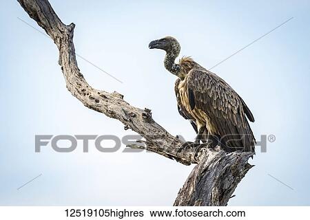 Stock Photograph - White-backed vulture (Gyps africanus) on dead tree stump, Tarangire National Park; Tanzania. Fotosearch