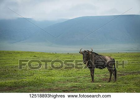 Stock Photograph - White-bearded wildebeest (Connochaetes taurinus) on grassland with hills behind, Ngorongoro Crater; Tanzania. Fotosearch