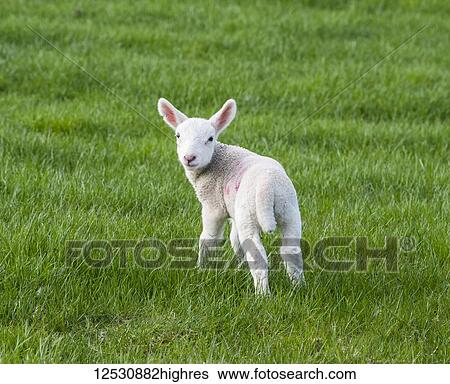 White lamb on a grass field in springtime; Northumberland, England View Large Photo Image Stock Photograph - White lamb on a grass field in springtime; Northumberland, England. Fotosearch