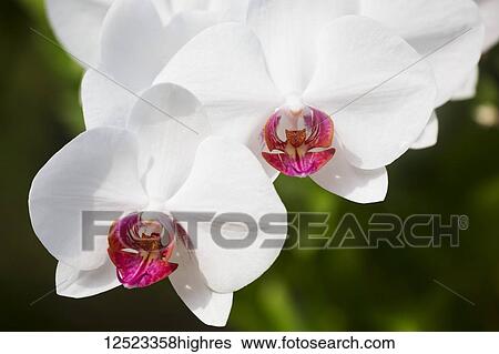 Stock Photograph - White Phalaenopsis orchid with red lips; Paia, Maui, Hawaii, United States of America. Fotosearch