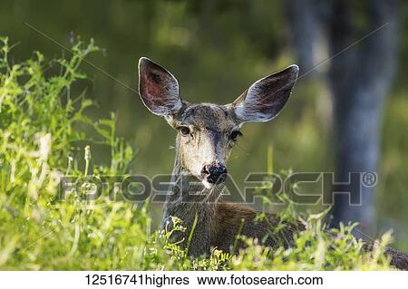 Stock Photograph - White-tailed deer (Odocoileus virginianus) with ears perked up, Cascade Siskiyou National Monument; Ashland, Oregon, United States of America. Fotosearch