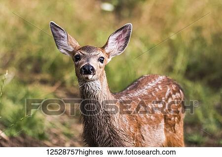White-tailed deer (Odocoileus virginianus) fawn in the Cascade Siskiyou National Monument; Ashland, Oregon, Untied States of America View Large Photo Image Stock Photograph - White-tailed deer (Odocoileus virginianus) fawn in the Cascade Siskiyou National Monument; Ashland, Oregon, Untied States of America. Fotosearch
