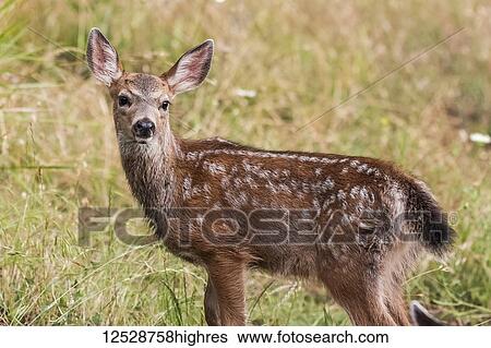 White-tailed deer (Odocoileus virginianus) fawn in the Cascade Siskiyou National Monument; Ashland, Oregon, Untied States of America View Large Photo Image Stock Photograph - White-tailed deer (Odocoileus virginianus) fawn in the Cascade Siskiyou National Monument; Ashland, Oregon, Untied States of America. Fotosearch