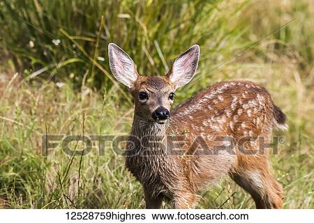 White-tailed deer (Odocoileus virginianus) fawn in the Cascade Siskiyou National Monument; Ashland, Oregon, Untied States of America View Large Photo Image Stock Photograph - White-tailed deer (Odocoileus virginianus) fawn in the Cascade Siskiyou National Monument; Ashland, Oregon, Untied States of America. Fotosearch
