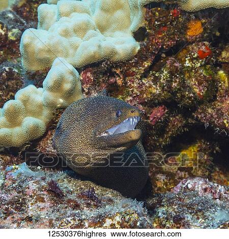 Whitemouth Moray Eel (Gymnothorax meleagris) emerging from its reef lair at Ni'ihau Island, near Kauai, Hawaii, during the spring; Kauai, Hawaii, United States of America View Large Photo Image Stock Photograph - Whitemouth Moray Eel (Gymnothorax meleagris) emerging from its reef lair at Ni'ihau Island, near Kauai, Hawaii, during the spring; Kauai, Hawaii, United States of America. Fotosearch