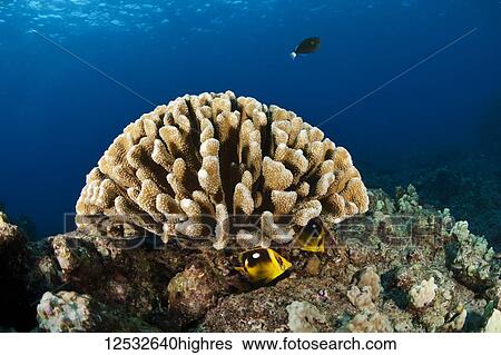 Wide view of coral head with fish; Island of Hawaii, Hawaii, United States of America View Large Photo Image Stock Photograph - Wide view of coral head with fish; Island of Hawaii, Hawaii, United States of America. Fotosearch