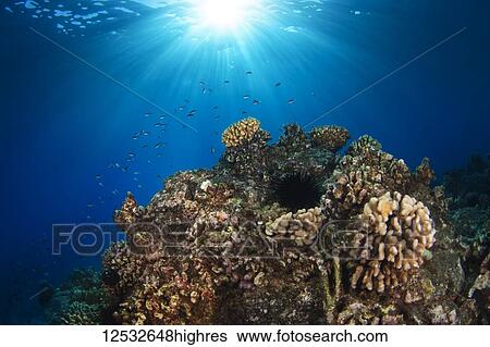Wide view of reef with sunburst; Island of Hawaii, Hawaii, United States of America View Large Photo Image Stock Photograph - Wide view of reef with sunburst; Island of Hawaii, Hawaii, United States of America. Fotosearch
