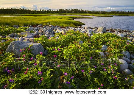 Wild Beach pea flowers along the shoreline at Port Bickerton Lighthouse Beach Park; Port Bickerton, Nova Scotia, Canada View Large Photo Image Stock Photograph - Wild Beach pea flowers along the shoreline at Port Bickerton Lighthouse Beach Park; Port Bickerton, Nova Scotia, Canada. Fotosearch
