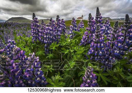 Stock Photograph - Wild lupines growing in the countryside of Iceland under dramatic skies and framing a church in the field, Snaefellsness Peninsula; Iceland. Fotosearch