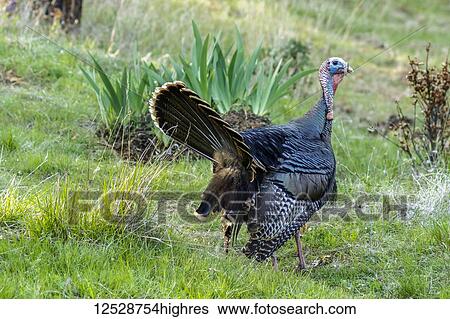 Stock Photograph - Wild tom turkey (Meleagris gallopavo) with tail feathers fanned out in the Cascade Siskiyou National Monument; Ashland, Oregon, United States of America. Fotosearch