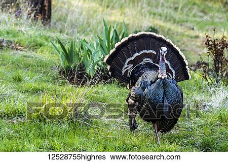 Wild tom turkey (Meleagris gallopavo) with tail feathers fanned out in the Cascade Siskiyou National Monument; Ashland, Oregon, United States of America View Large Photo Image Stock Photograph - Wild tom turkey (Meleagris gallopavo) with tail feathers fanned out in the Cascade Siskiyou National Monument; Ashland, Oregon, United States of America. Fotosearch