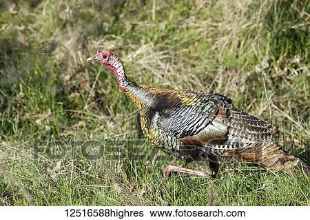 Stock Photograph - Wild Turkey (Meleagris gallopavo) walking in the grass; Ashland, Oregon, United States of America. Fotosearch