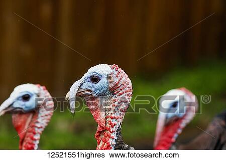 Stock Photograph - Wild turkeys (Meleagris gallopavo) in Yosemite Valley, Yosemite National Park; California, United States of America. Fotosearch