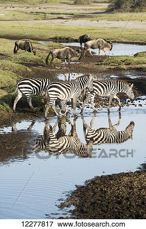 Stock Photo - Wildebeests (Connochaetes taurinus) and Common Zebras (Equus quagga) with reflections crossing stream near Ndutu in Ngorongoro Crater Conservation Area; Tanzania. Fotosearch