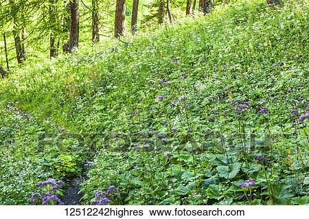 Wildflowers blossoming on a hillside with lush, green foliage on the edge of a forest, Italian Alps; La Vachey, Aosta Valley, Italy View Large Photo Image Stock Photograph - Wildflowers blossoming on a hillside with lush, green foliage on the edge of a forest, Italian Alps; La Vachey, Aosta Valley, Italy. Fotosearch