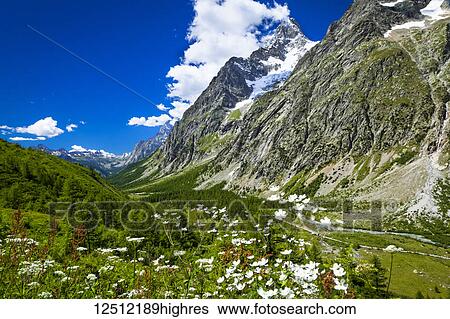 Stock Photograph - Wildflowers in Italian Val Ferret, Grand Jorasses and Mont Blanc Massif in the background, Alps; La Vachey, Aosta Valley, Italy. Fotosearch