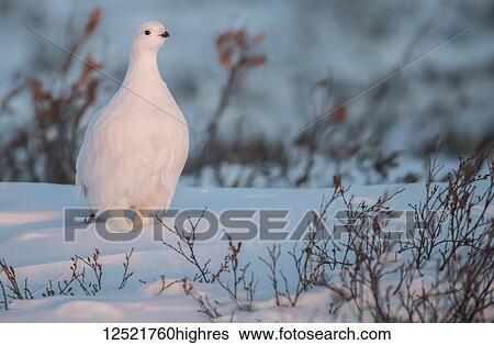 Stock Photograph - Willow ptarmigan (Lagopus lagopus) in the snow; Churchill, Manitoba, Canada. Fotosearch