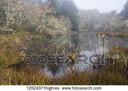 Stock Photograph - Willows bloom at the wetlands on the Oregon Coast; Hammond, Oregon, United States of America. Fotosearch