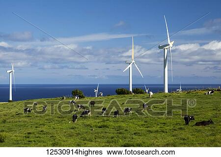 Stock Photograph - Wind turbines on a wind farm and cattle in a pasture, Upolu Point, North Kohala; Island of Hawaii, Hawaii, United States of America. Fotosearch
