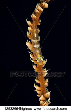 Stock Photograph - Wire-coral Goby (Bryaninops yongei); Makena, Maui, Hawaii, United States of America. Fotosearch