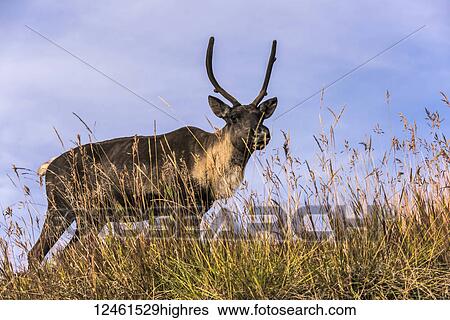 Wood caribou (rangifer tarandus caribou), captive; Yukon Territory, Canada View Large Photo Image Stock Photograph - Wood caribou (rangifer tarandus caribou), captive; Yukon Territory, Canada. Fotosearch