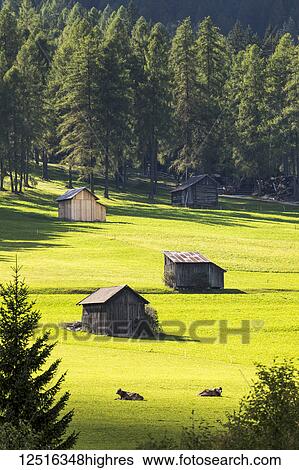 Stock Photograph - Wooden barns in grassy alpine meadow with cows and trees in the background; Sesto, Bolzano, Italy. Fotosearch