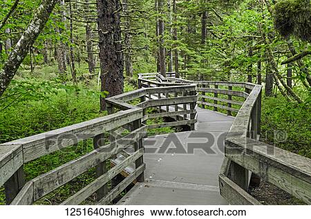 Stock Photograph - Wooden boardwalk on Forest Loop Trail through a Spruce-hemlock forest in Bartlett Cove, Glacier Bay National Park and Preserve; Alaska, United States of America. Fotosearch