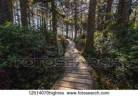 Stock Photograph - Wooden boardwalk trail at Long Beach, Pacific Rim National Park, on the West coast of Vancouver Island; British Columbia, Canada. Fotosearch