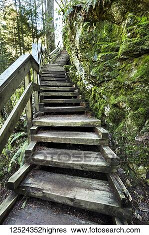 Stock Photograph - Wooden steps leading up through the forest in Lynn Valley Canyon, North Vancouver; Vancouver, British Columbia, Canada. Fotosearch