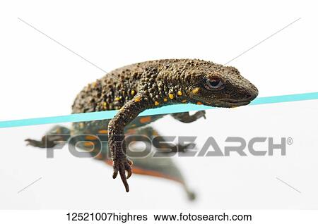 Wrinkly Old Japanese Fire Belly Newt Cynops Pyrrhogaster Underbelly On White Stock Photograph 12521007highres Fotosearch,Mind Eraser Shot
