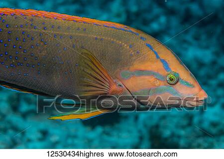 Yelllowtail Coris (Coris gaimard) that was photographed underwater while scuba diving the Kona Coast; Island of Hawaii, Hawaii, United States of America View Large Photo Image Stock Photograph - Yelllowtail Coris (Coris gaimard) that was photographed underwater while scuba diving the Kona Coast; Island of Hawaii, Hawaii, United States of America. Fotosearch