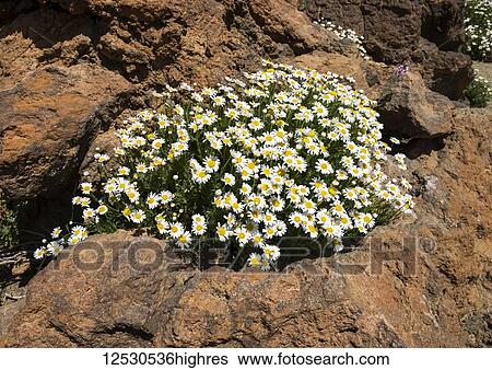Stock Photograph - Yellow and white daisies growing on lunar landscape of volcano Mount Teide, the third highest volcanic structure in the world; Tenerife, Canary Islands, Spain. Fotosearch