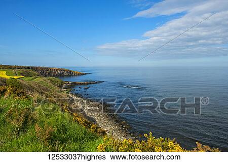 Yellow gorse and edge of yellow oilseed rape (canola) field along rocky coastline of Northumberland with pointed Whin Sill rock mirrored by pointed cloud; Howick, Northumberland, England View Large Photo Image Stock Photograph - Yellow gorse and edge of yellow oilseed rape (canola) field along rocky coastline of Northumberland with pointed Whin Sill rock mirrored by pointed cloud; Howick, Northumberland, England. Fotosearch