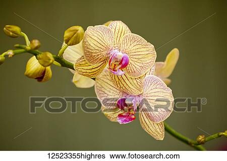 Stock Photograph - Yellow Phalaenopsis orchid; Paia, Maui, Hawaii, United States of America. Fotosearch