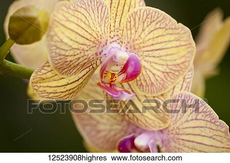 Yellow Phalaenopsis orchid; Paia, Maui, Hawaii, United States of America View Large Photo Image Stock Photograph - Yellow Phalaenopsis orchid; Paia, Maui, Hawaii, United States of America. Fotosearch