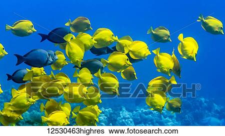 Yellow Tang (Zebrasoma flavescens) and a few Brown Surgeonfish (Acanthurus nigrofuscus) schooling off the Kona coast; Island of Hawaii, Hawaii, United States of America View Large Photo Image Stock Photograph - Yellow Tang (Zebrasoma flavescens) and a few Brown Surgeonfish (Acanthurus nigrofuscus) schooling off the Kona coast; Island of Hawaii, Hawaii, United States of America. Fotosearch