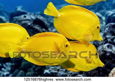 Yellow Tang (Zebrasoma flavescens) schooling off the Kona coast; Island of Hawaii, Hawaii, United States of America View Large Photo Image Stock Photograph - Yellow Tang (Zebrasoma flavescens) schooling off the Kona coast; Island of Hawaii, Hawaii, United States of America. Fotosearch