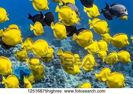 Stock Photograph - Yellow Tang (Zebrasoma flavescens) with a few Brown Surgeonfish (Acanthurus nigrofuscus) and Ringtail Surgeonfish (Acanthurus blochii) schooling off the Kona coast; Island of Hawaii, Hawaii, United States of America. Fotosearch