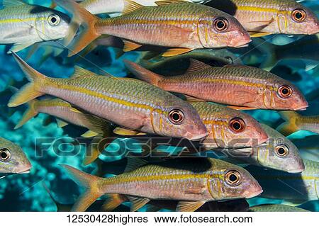 Stock Photograph - Yellowfin Goatfish (Mulloidichthys vanicolensis) schooling off the Kona Coast; Island of Hawaii, Hawaii, United States of America. Fotosearch
