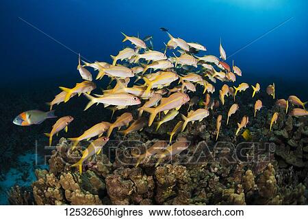 Stock Photograph - Yellowfin Goatfish (Mulloidichthys vanicolensis); Island of Hawaii, Hawaii, United States of America. Fotosearch