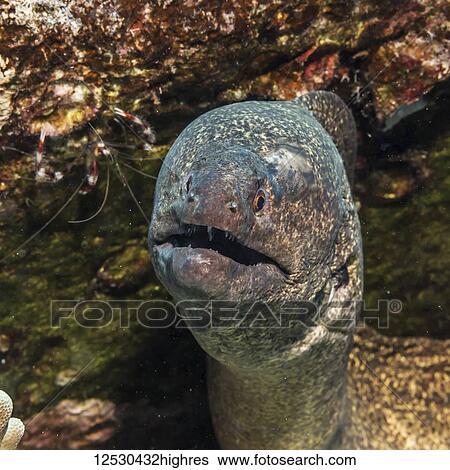 Stock Photograph - Yellowmargin Moray Eel (Gymnothorax flavimarginatus) that was photographed underwater while scuba diving the Kona Coast; Island of Hawaii, Hawaii, United States of America. Fotosearch