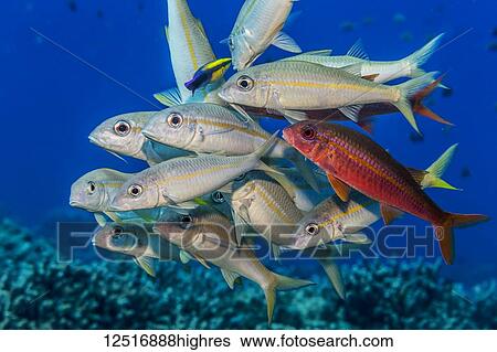 Stock Photograph - Yellowstripe and Yellowfin goatfish (Mulloidichthys flavolineatus and vanicolensis) gathered at a Hawaiian Cleaner Wrasse (Labroides phthirophagus) cleaning station; Island of Hawaii, Hawaii, United States of America. Fotosearch