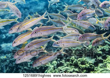 Stock Photograph - Yellowstripe and Yellowfin goatfish (Mulloidichthys flavolineatus and vanicolensis) schooling off the Kona coast; Island of Hawaii, Hawaii, United States of America. Fotosearch