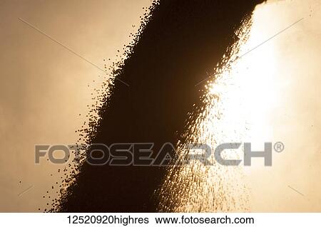 Stock Photograph - Yield of soybeans being offloaded at harvest with glowing sunlight in the background; Minnesota, United States of America. Fotosearch