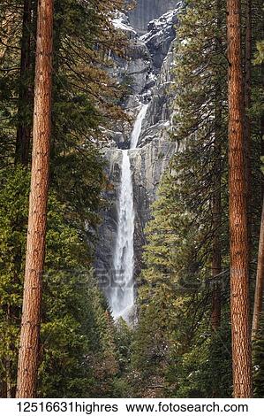 Stock Photograph - Yosemite Falls and tall trees, Yosemite National Park; California, United States of America. Fotosearch